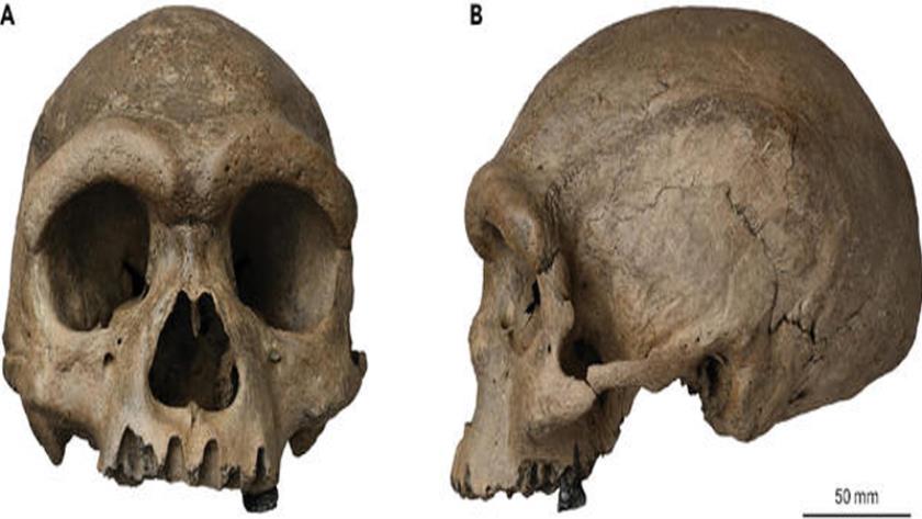 Iranpress: Gigantic "Dragon Man" skull reveals new human evolutionary branch