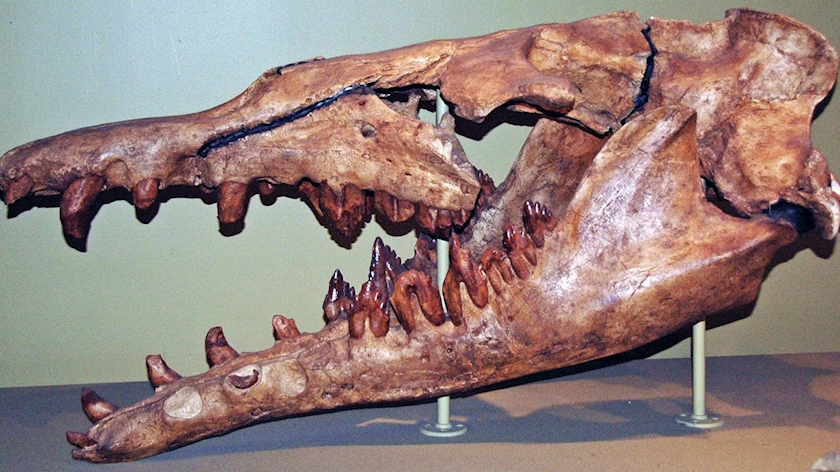 Iranpress: Scientist unearth skull that could be new Basilosaurus species