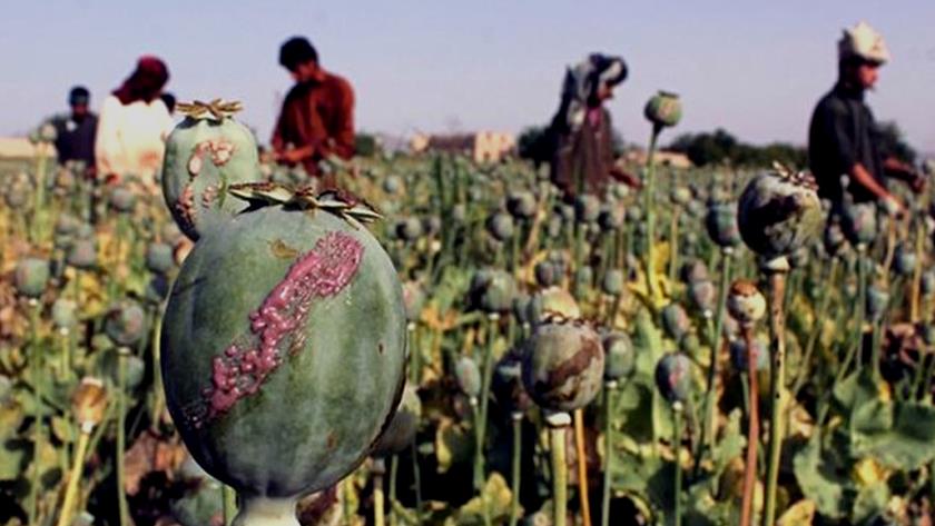 Iranpress: Taliban bans cultivation of narcotics in Afghanistan