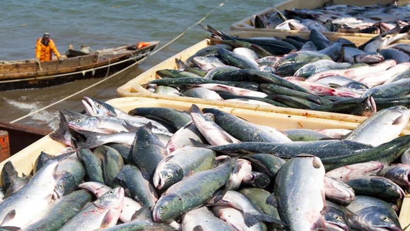 Iranpress: Khuzestan fishery resumes export to Iraq