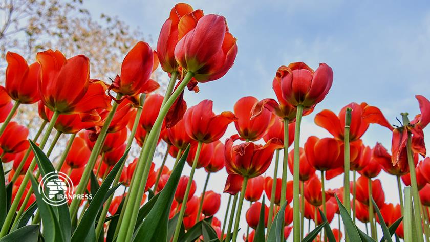 Iranpress: Tulip Festival underway in Iran
