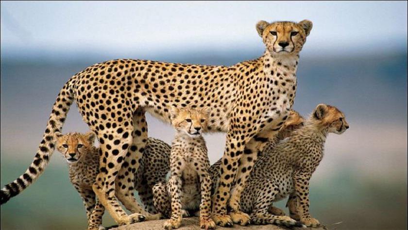 Iranpress: Iranian Cheetah; what Iran is known for