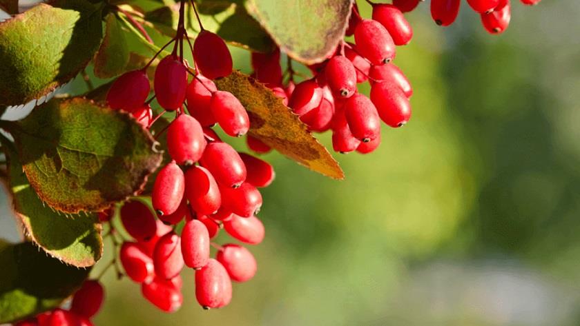 Iranpress: Barberries; What Iran is known for 