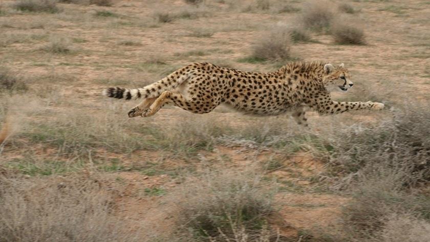 Iranpress: High probability of Iranian Cheetah
