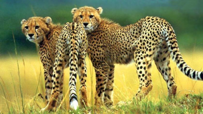 Iranpress: Iran enjoys numbers of cheetahs
