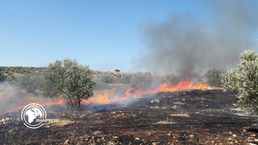 Iranpress: مستوطنون يحرقون أشجار الزيتون جنوب بيت لحم + فيديو