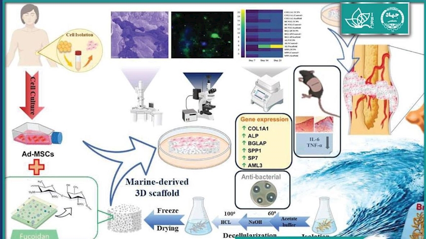 Iranpress: معرفی روش درمانی جدید برای ترمیم استخوان با استفاده از سلولهای بنیادی و جلبک دریایی