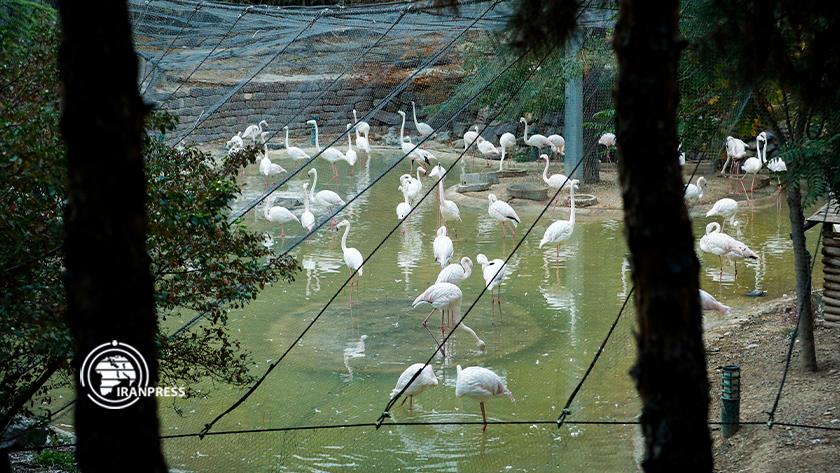 Iranpress: باغ ‌پرندگان تهران؛ لذت ‌گردشگری با آوازخوانی پرنده‌ها 