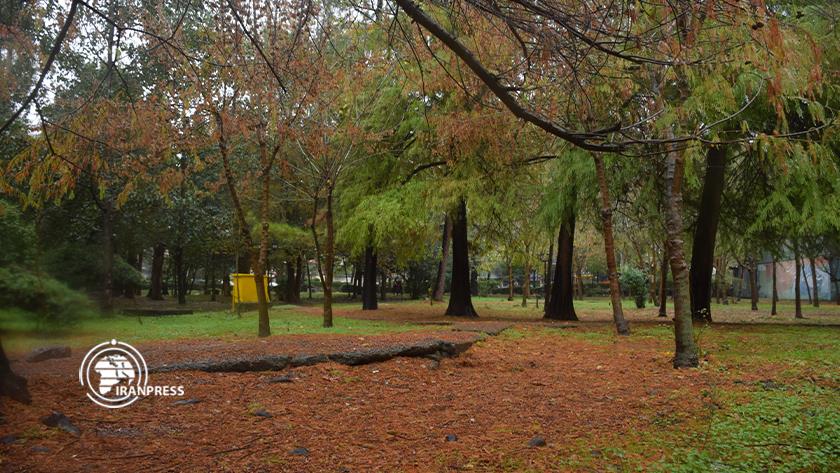 Iranpress: تصاویری زیبا از چهره بارانی و پاییزی رشت