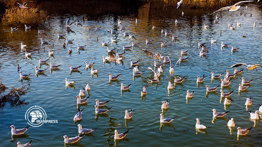 Iranpress: جلوه زیبای شهر توریستی شیراز با کوچ پرندگان مهاجر 