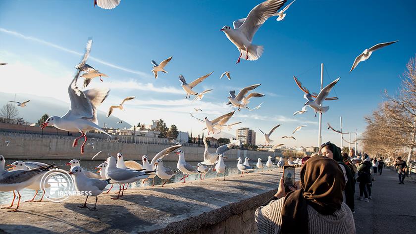 Iranpress: کوچ مرغان دریایی سیبری به‌ «آب‌بند نهراعظم» شیراز در قاب تصویر