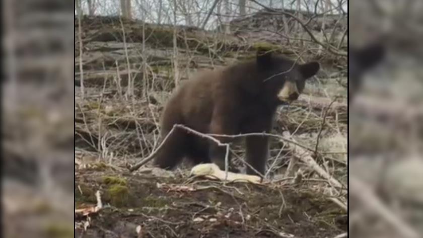 Iranpress: خرس‌های قهوه ای در جنگل های حفاظت شده قره داغ+ ویدئو