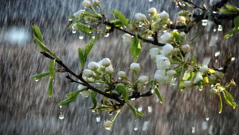 Iranpress: رگبار شدید باران، رعد و برق و وزش باد شدید در مناطق جنوبی کشور