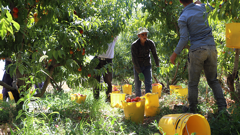 Picking nectarine in West Azarbaijan