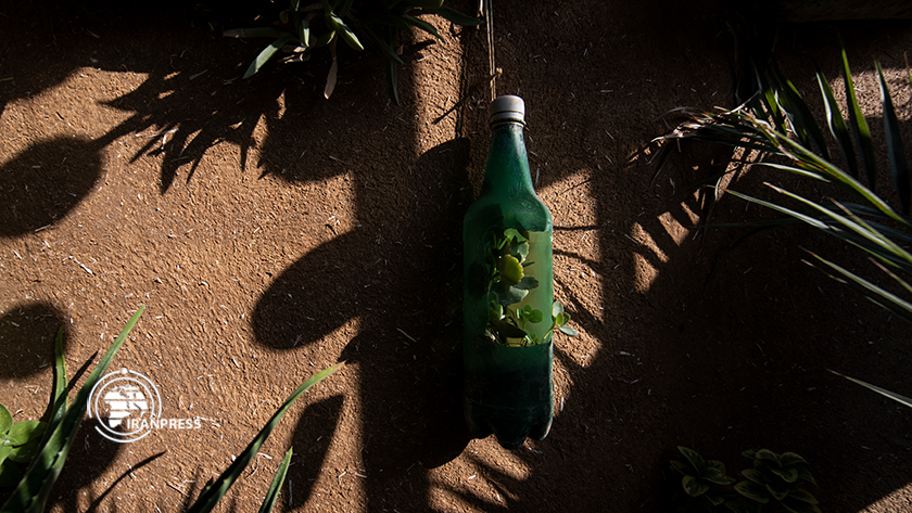 Shiraz Green Alley, Photo by Tahere Rokhbakhsh