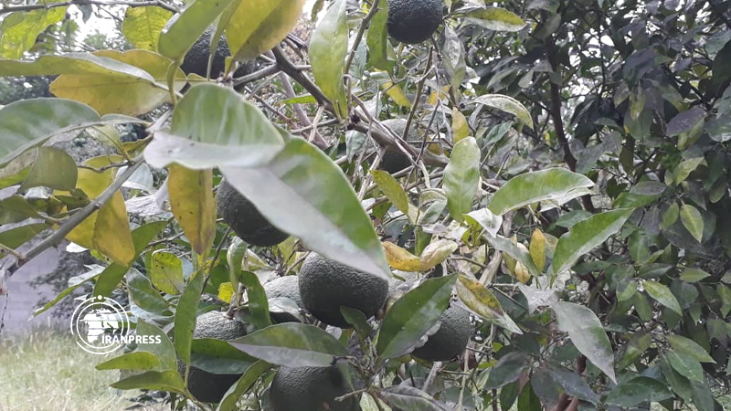 Autumn fruits show arrival of autumn in Gilan/Photo by Zahra Moheb