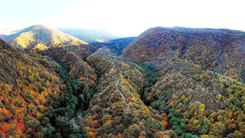 Iran’s prehistoric Hyrcanian Forest