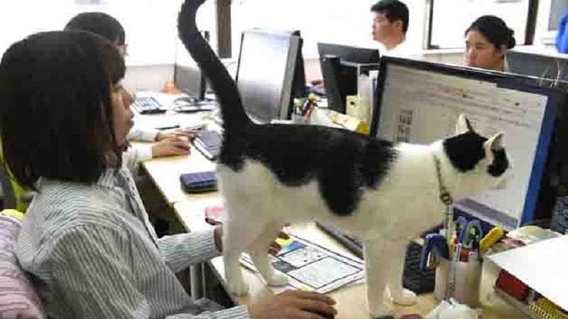 Japanese Tech Firm Has 10 Cat Employees