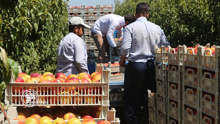 Iranpress: Last days of picking nectarine in Iran