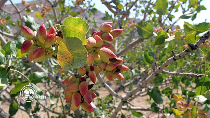 Iranpress: Pistachio harvest from Kerman orchards; Green gold production hub in Iran