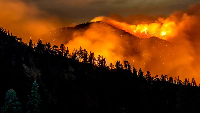 Iranpress: Vulnerable species at risk as wildfires continue in western US, biologists warn