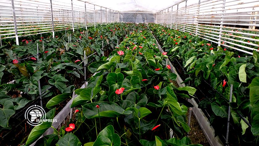 Iranpress: Varamin county a greenhouse town