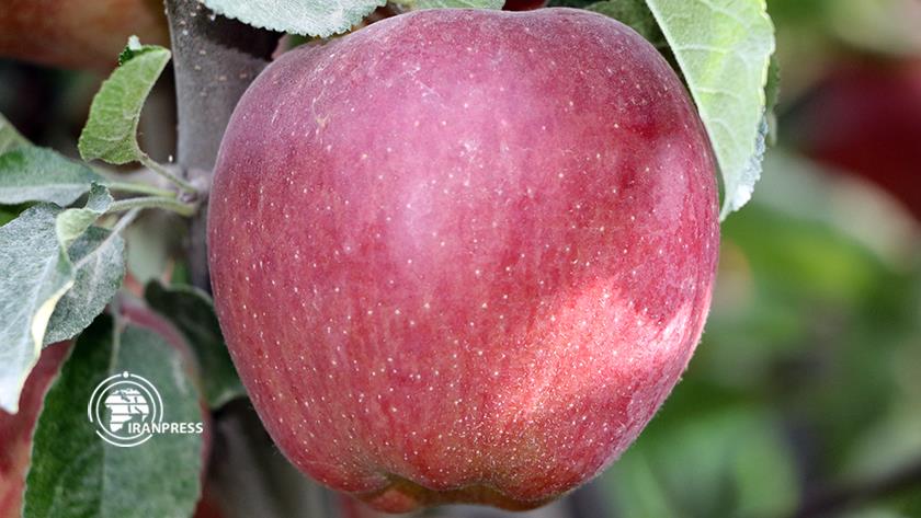 Iranpress: Apple harvest started in orchards of West Azerbaijan Province
