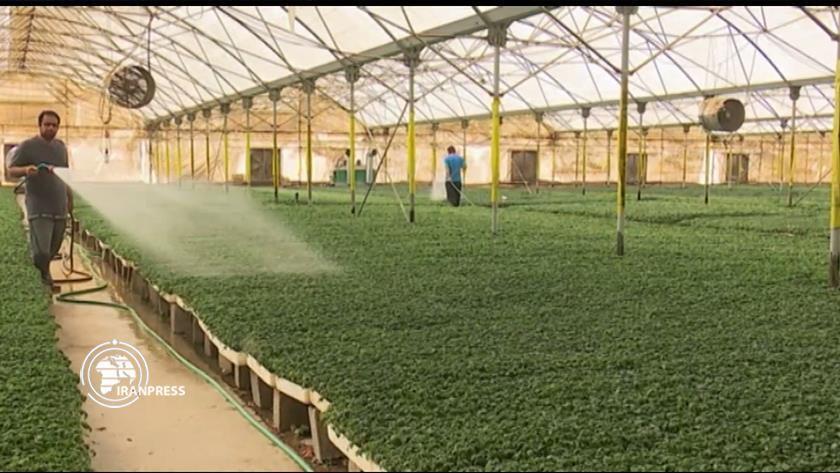 Iranpress: Bushehr, first producer of greenhouse tomato seedlings in Iran