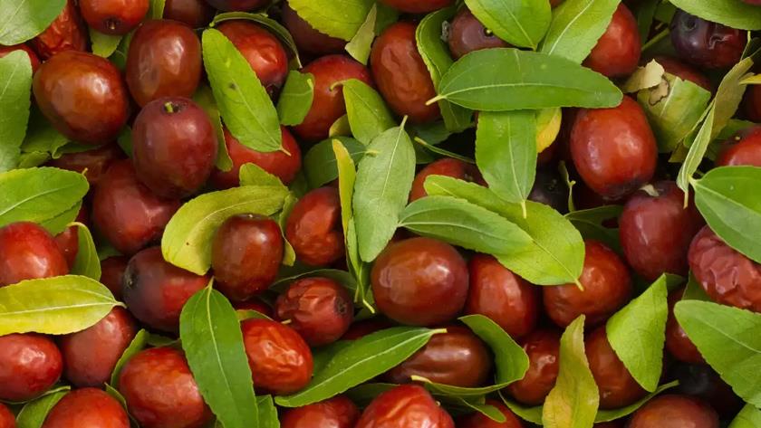 Iranpress: Eat 10 Jujube everyday to guarantee your physical, mental health 