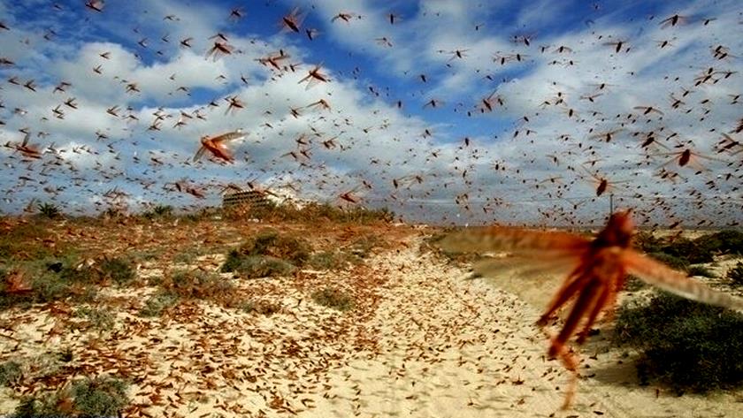 Iranpress: FAO supplies Iran equipment to fight desert locusts