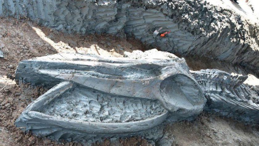 Iranpress: Rare whale skeleton discovered in Thailand