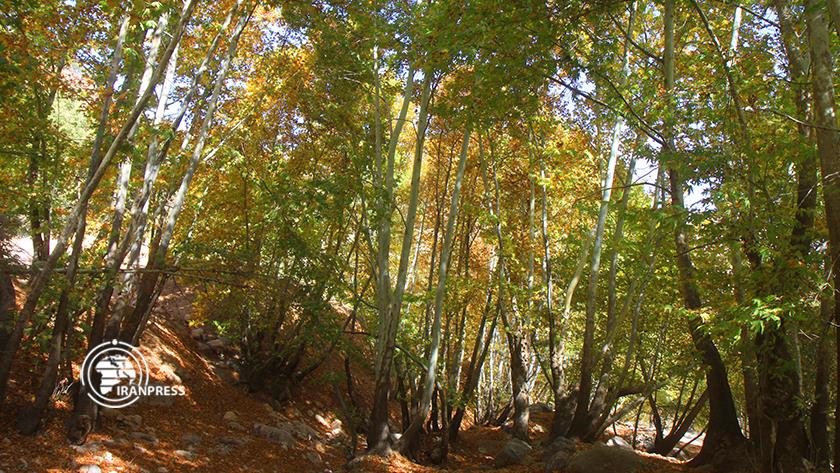 Iranpress: Colorful autumn nature of Tange Ganjei in Iran