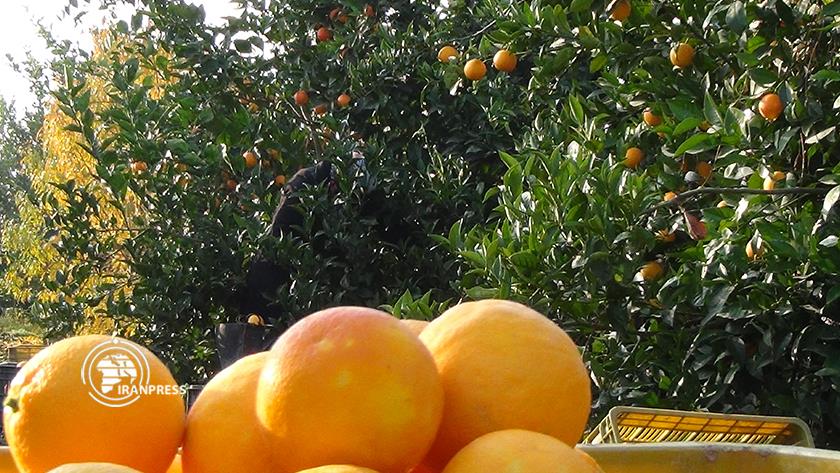 Iranpress: Images of oranges orchards in Golestan