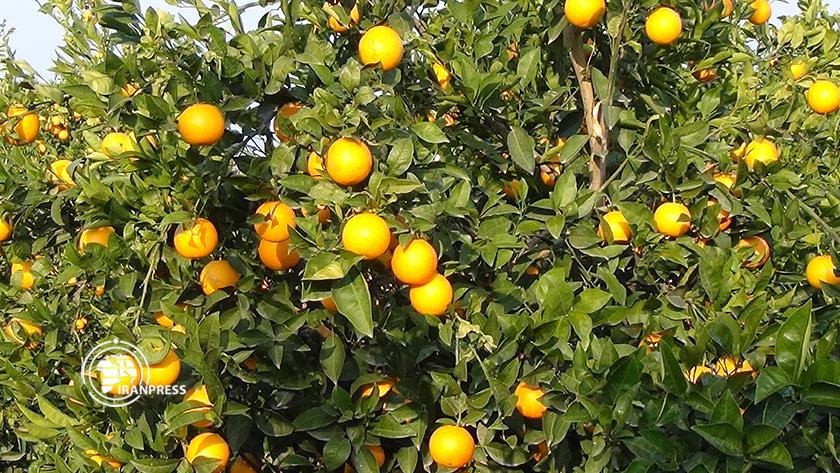 Iranpress: About 100,000 tons of oranges harvested from Golestan orchards