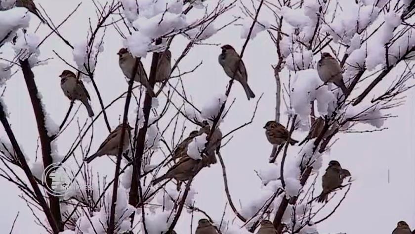 Iranpress: Early winter in Iran