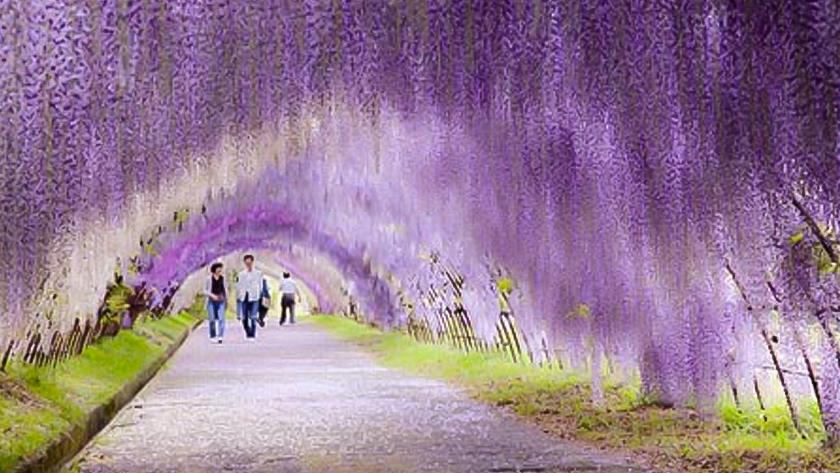 Iranpress: Spectacular images of most fascinating tree tunnels in world