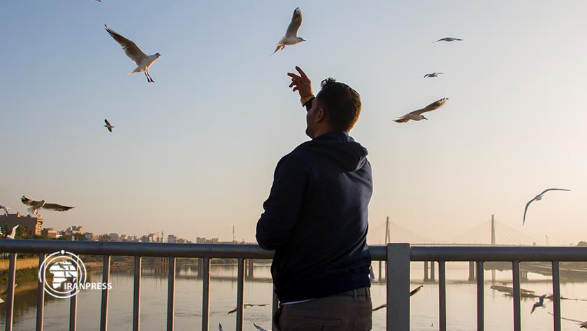 Iranpress: Migratory birds flying around Ahvaz White Bridge creates beautiful scenes