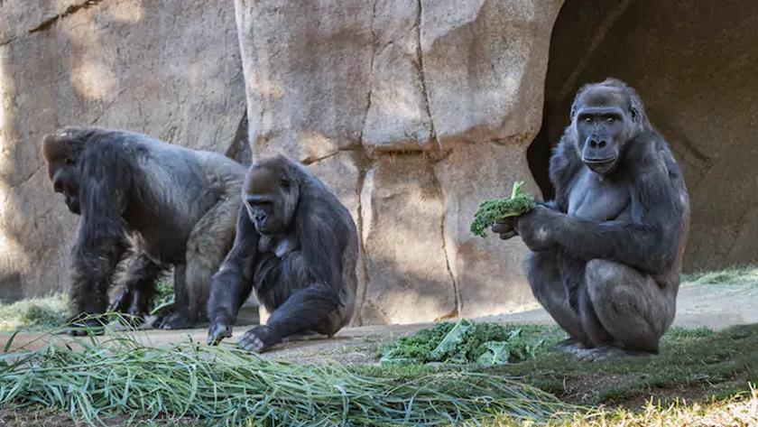 Iranpress: Gorillas at US San Diego zoo test positive for COVID-19