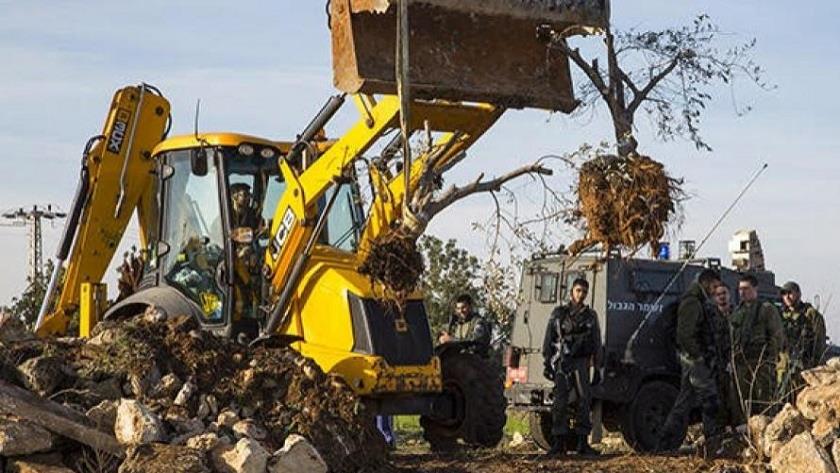 Iranpress: Israel uproots 10,000 trees in northern West Bank