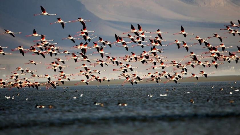 Iranpress: Mighan Lagoon, important center of visiting birds in Iran