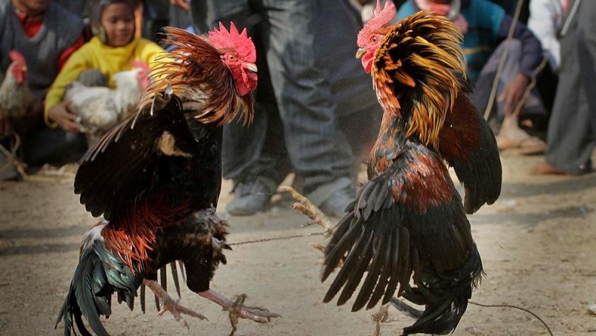 Iranpress: Indian man stabbed to death by rooster during cockfight