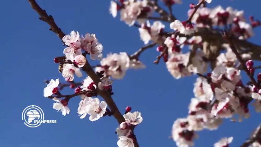 Iranpress: Watch winter blossoms in Iran