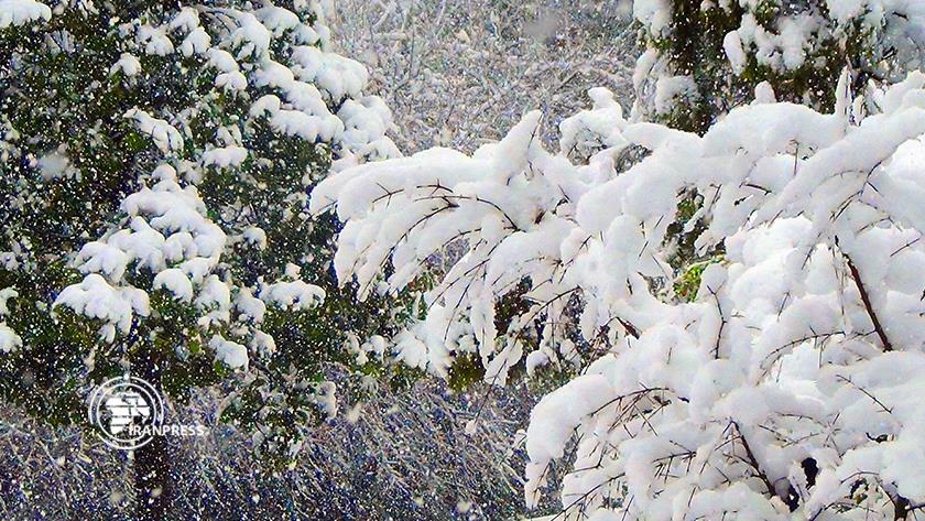 Iranpress: Watch eye-catching view of snowfall in Iran