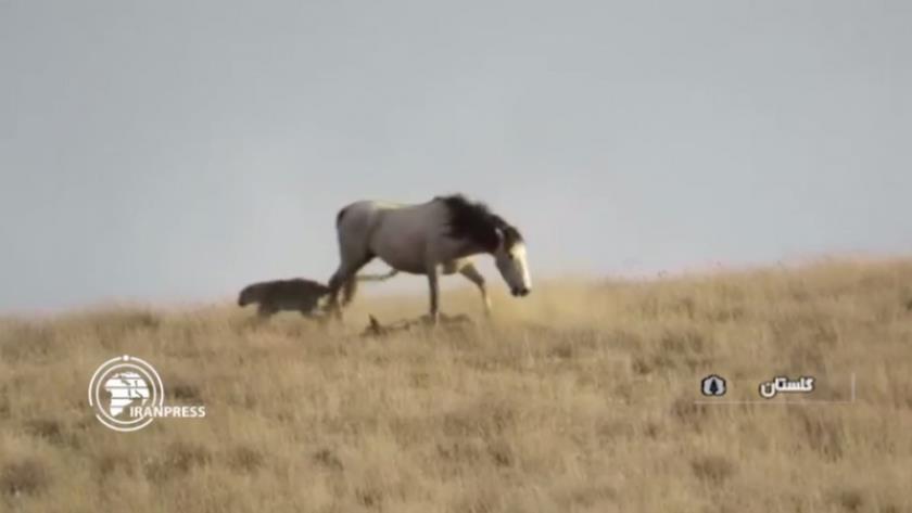 Iranpress: Look how mother horse defends baby against Persian leopard attack