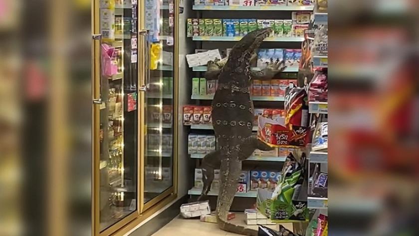 Iranpress: Giant Lizard creates chaos at supermarket in Thailand