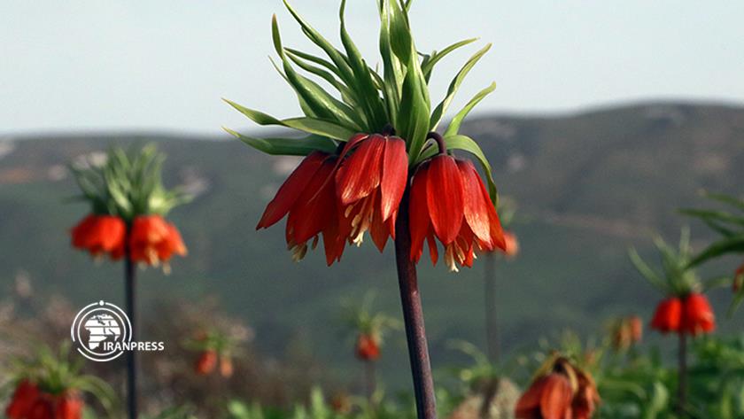 Iranpress: Reverse Tulips at the foot of Margavar mountains, create an eye catching scenery
