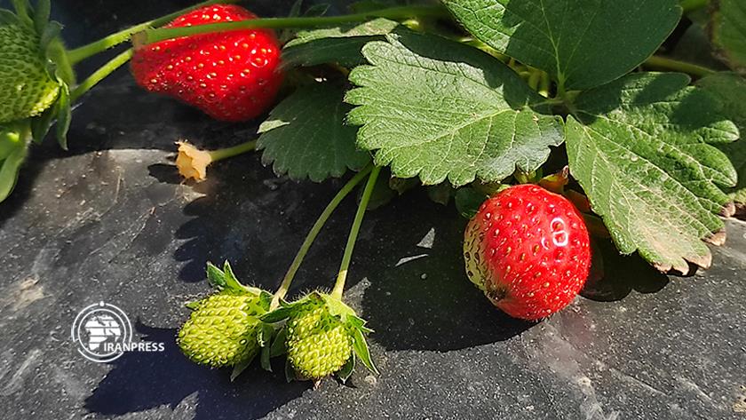 Iranpress: Strawberry harvesting in Golestan