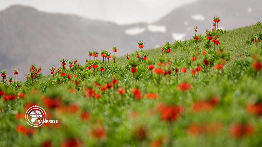 Iranpress: Plain of overturned Tulips of Koohrang; top-notch place for tourists in Iran
