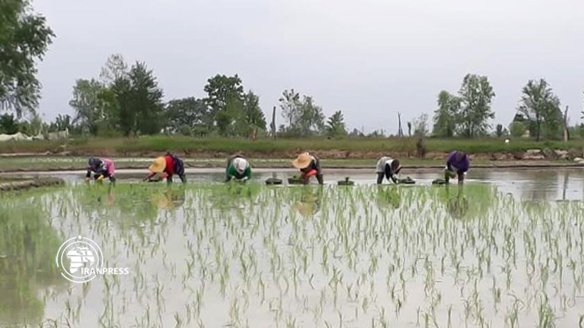 Iranpress: April and May; Beginning of rice cultivation season in Gilan province