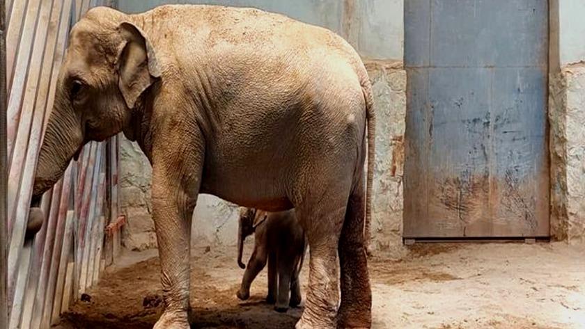 Iranpress: Tehran Zoo witnesses first elephant birth